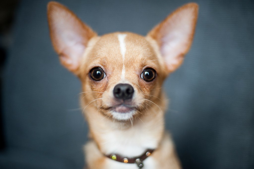 The chihuahua: Belgium's most stolen dog
