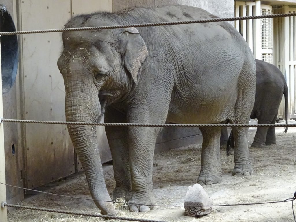 Elephant dies at Zoo Planckendael