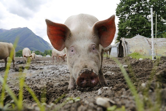 Flemish pork farmers ask government to freeze pigs as meat market plummets