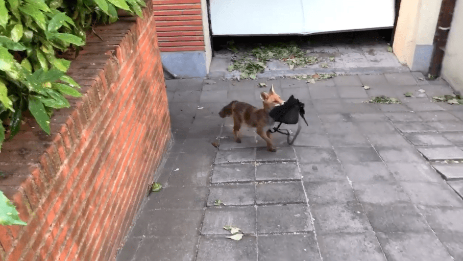 'Astounding': fox makes off with handbag after sneaking into Brussels home