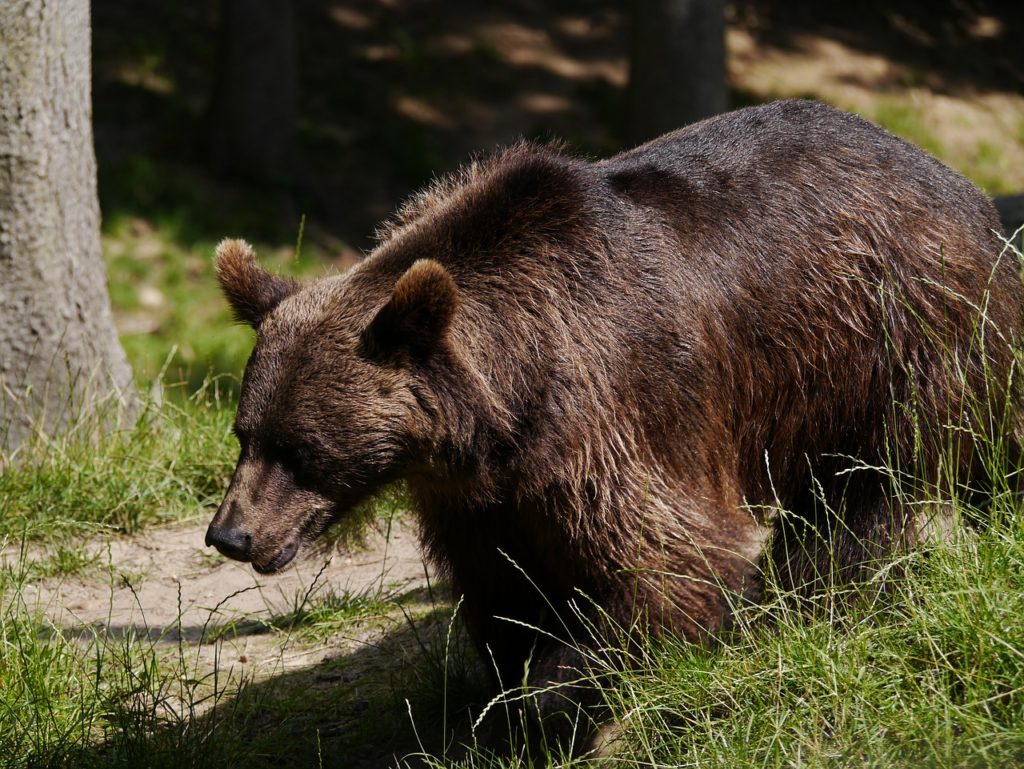 Bear attacks two hikers in northern Italy