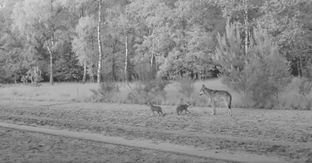 First look at the wolf cubs of Flanders