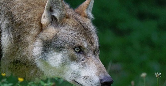 Billy the wolf, hit by a bus near Turnhout, but survives the accident