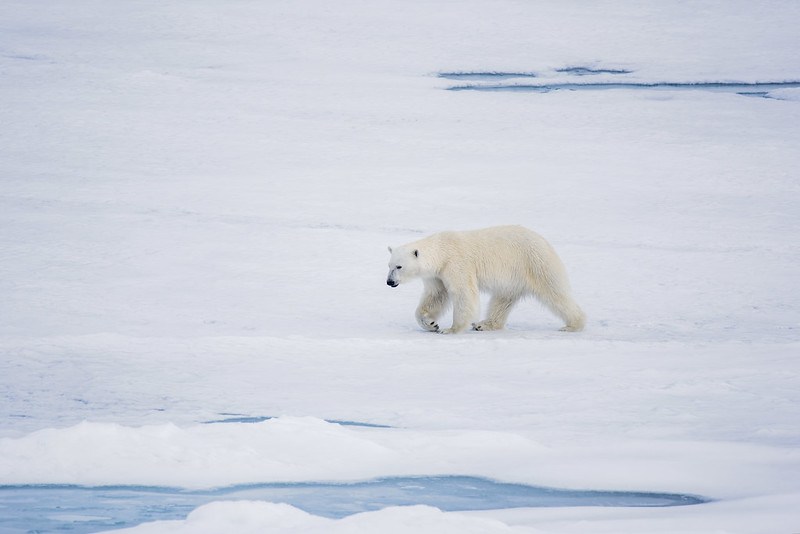 Global warming: polar bears could become extinct by 2100