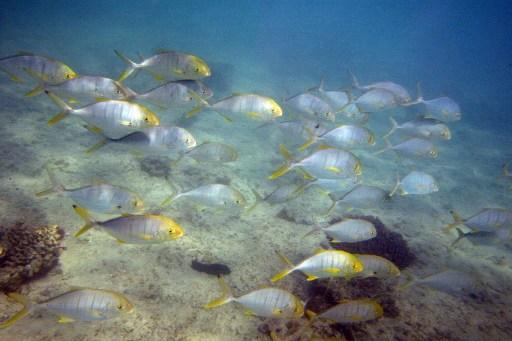 Global warming and pollution make fish more vulnerable to predators