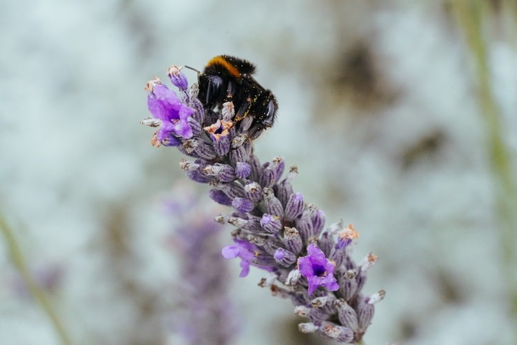 EU auditors: Decline of wild pollinators threat to food supply in EU