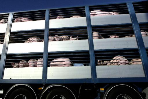 Petition launched against transporting animals in extreme heat