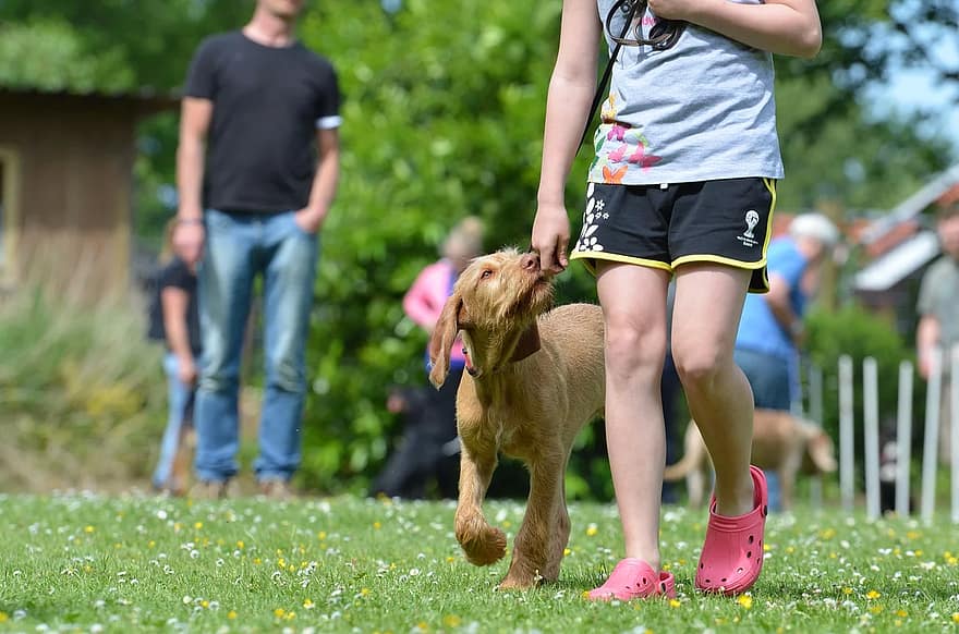 Belgian dog schools see twice as many puppies as before Covid-19