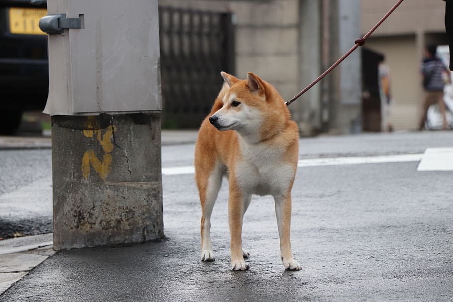 North Koreans forced to give up pet dogs to supply restaurants