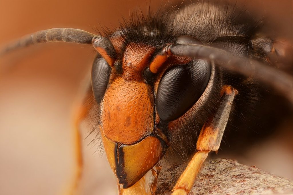 Flemish Government steps up fight against Asian hornet