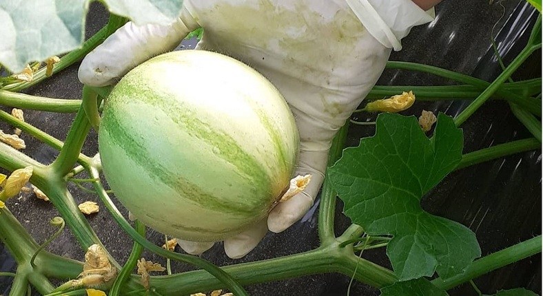 First Belgian-grown melons hit the shops