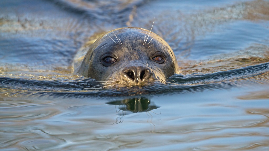 More seals return to the Scheldt river due to cleaner water