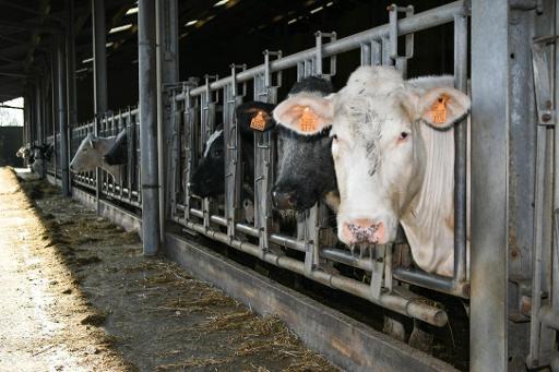 Europe's livestock farming is worse for the climate than cars, research finds