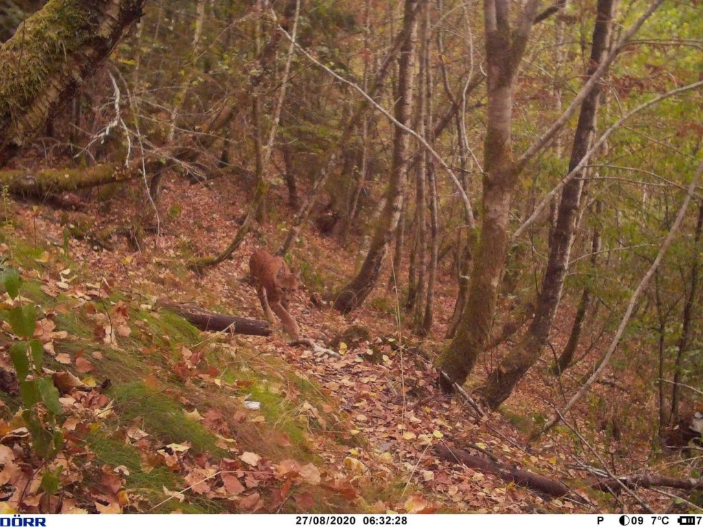 New photo gives 'indisputable proof' that the lynx has returned to Belgium