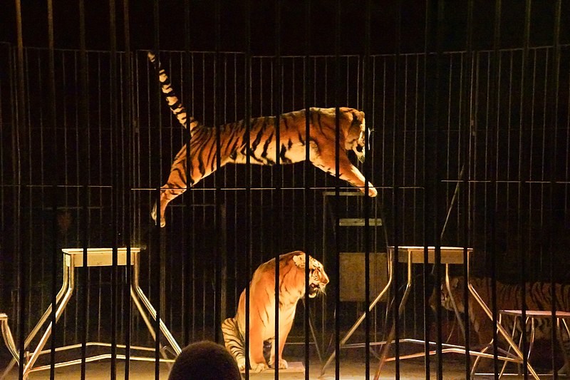 France to ban wild animals in circuses 'within the next few years'