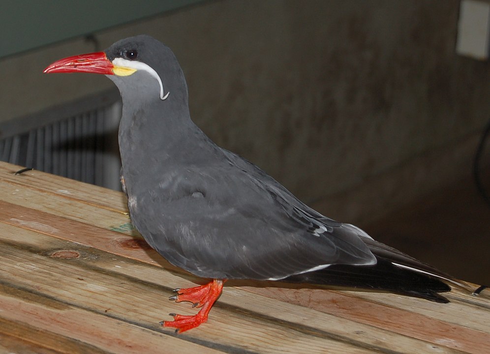 Planckendael hopes for the return of 22 escaped birds