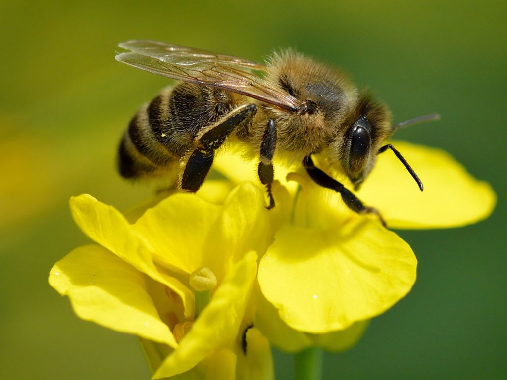 Research: Honeybee venom kills off breast cancer cells