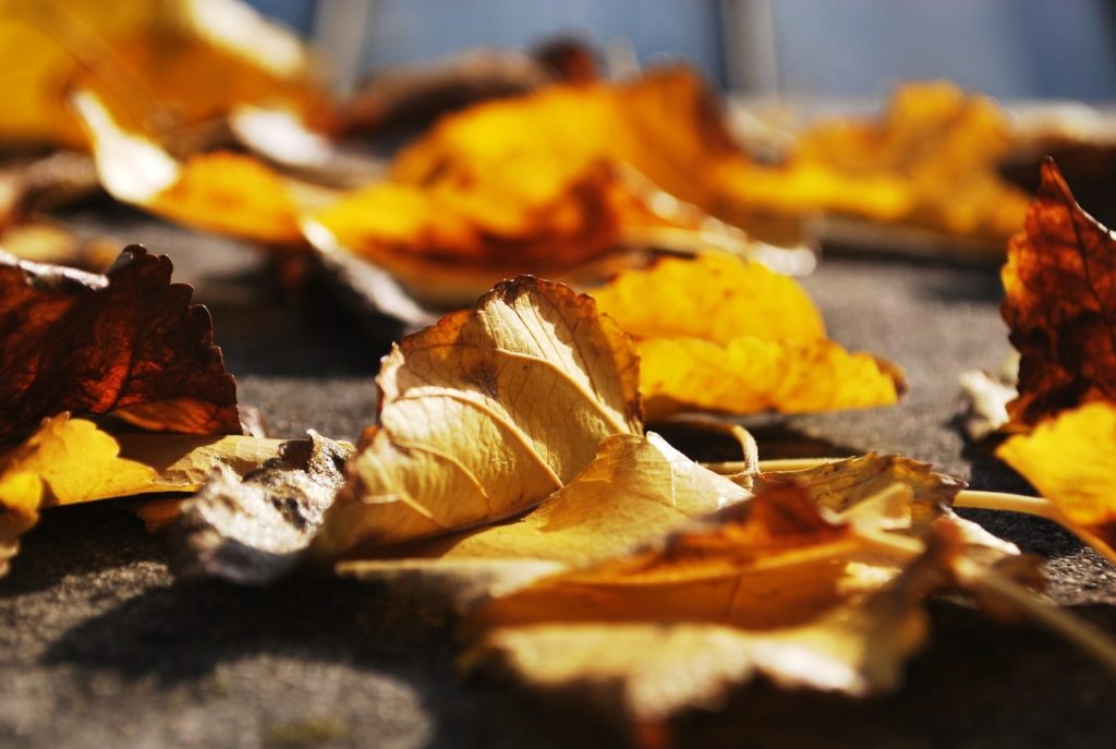 Leaves falling early this year, due to 'drought stress'