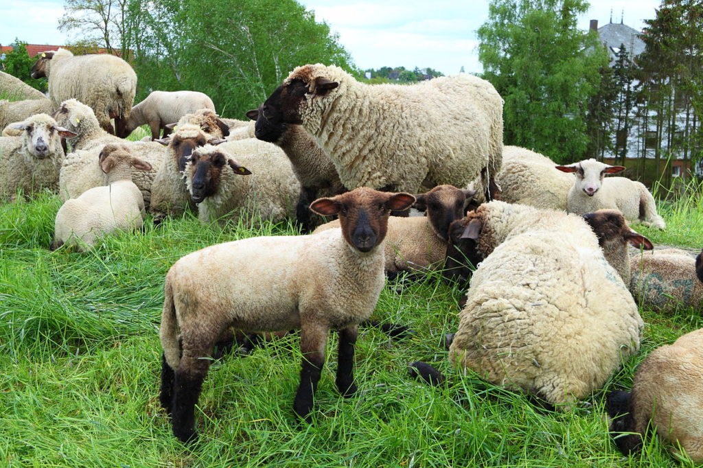 Flanders will fight to maintain ritual slaughter ban