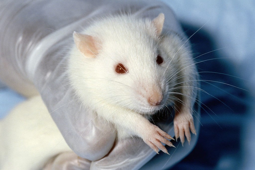Animal testing: Brussels grants VUB €60,000 to find an alternative