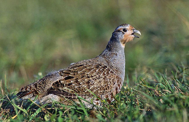 Hunting ban introduced after discovery of decoy birds