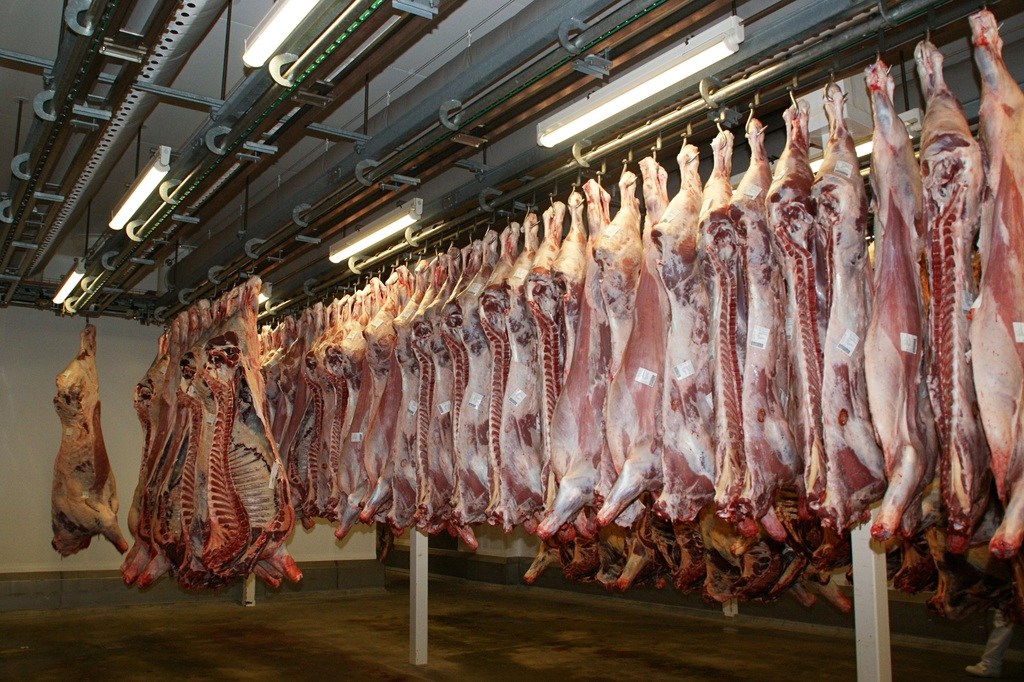 East Flemish slaughterhouse shut down for animal welfare violations