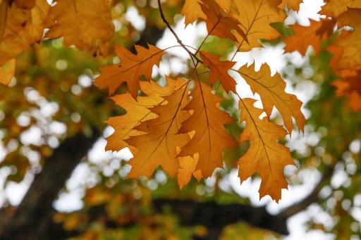 Weather Report: A mild autumn weekend