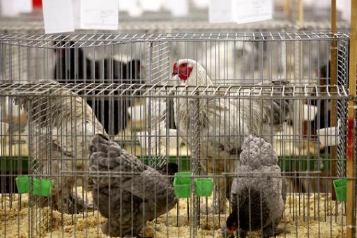 Bird flu: Private poultry owners required to place their birds on lockdown