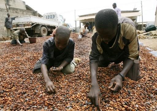 Multinationals to blame for child labour in cocoa sector, report says