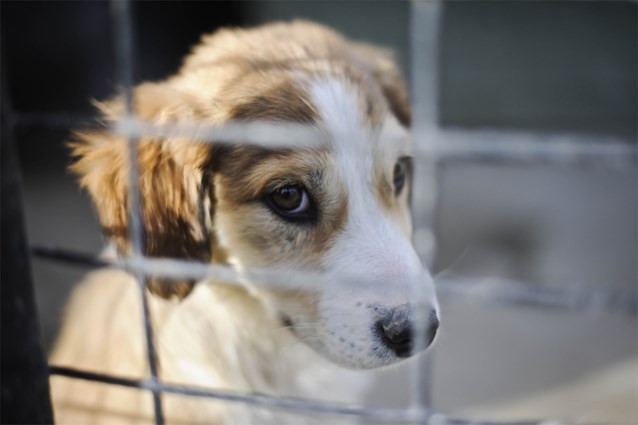 Animal shelters can remain open during lockdown, says Minister