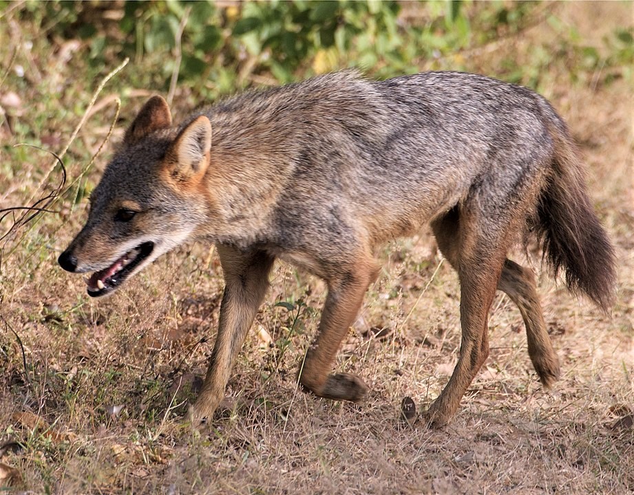 Wildlife in Flanders: After the wolf, comes the jackal