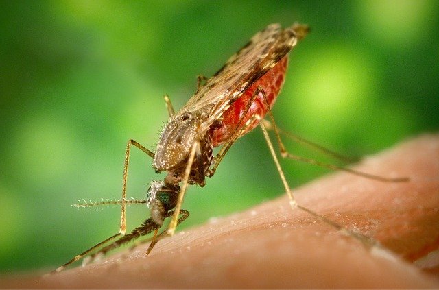 West Nile Virus infections rise to 188 infections in the EU