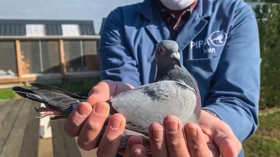 World’s most expensive pigeon is from Antwerp province