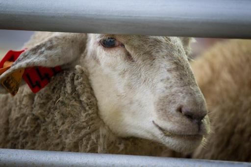 Flemish ban on slaughter without stunning backed by European Court