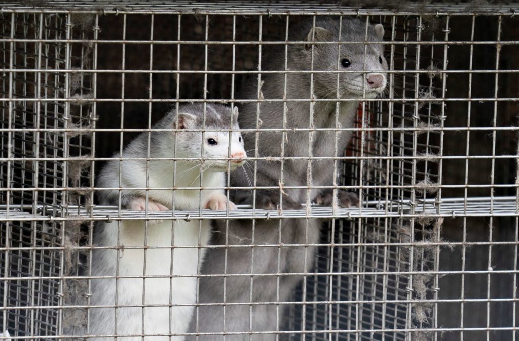 Animal welfare organisations call for the permanent closure of fur farms in Europe 