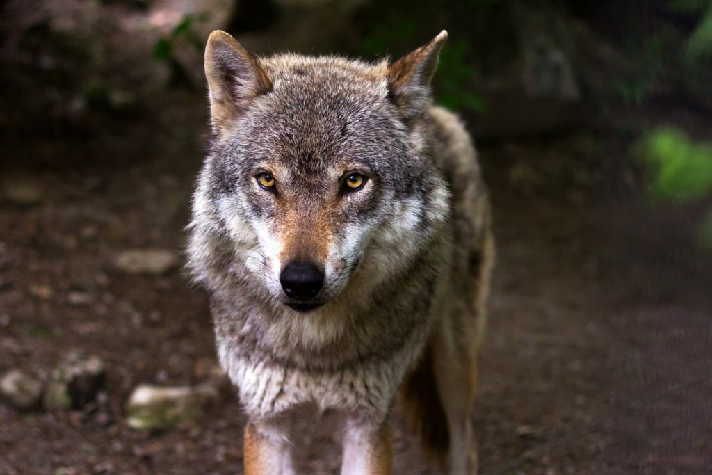Wolf attacks sheep in Luxembourg province