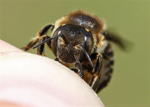 Four new bee species appeared in Belgium last year