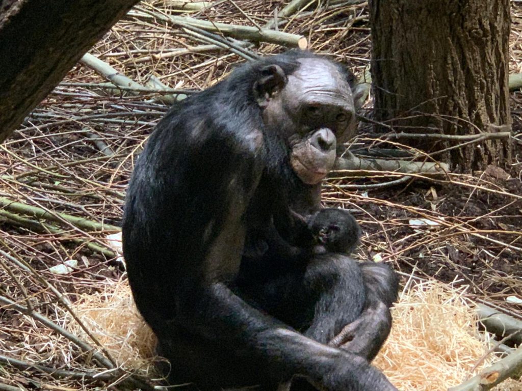 New Year’s baby: Planckendael welcomes bonobo newcomer
