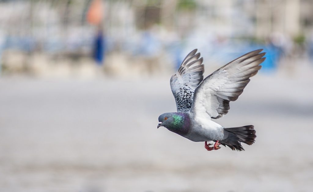 Catching and euthanising pigeons will no longer be allowed in Brussels