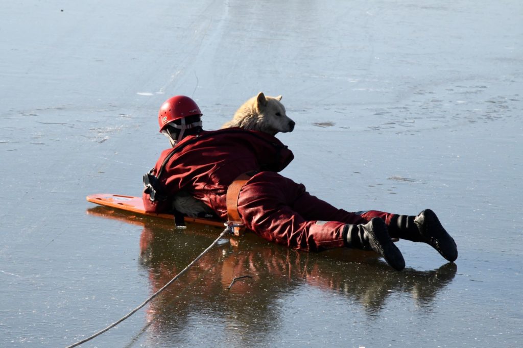 Dog rescued after chasing bird into frozen pond in Brussels