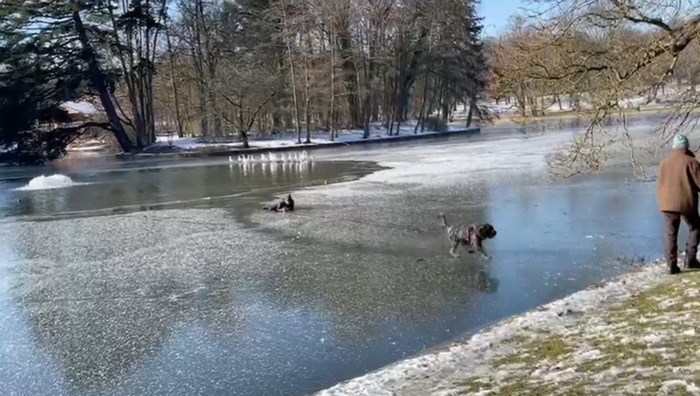 Brussels hockey player (18) jumps into frozen pond to save dog