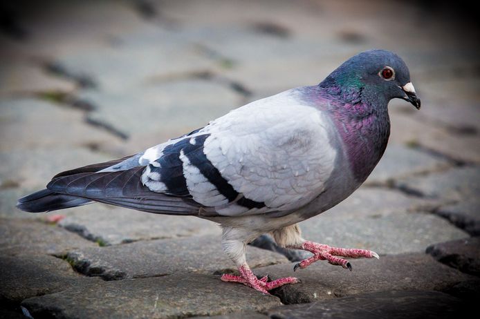 Pigeon population in Brussels reduced by 30% following contraceptive experiment