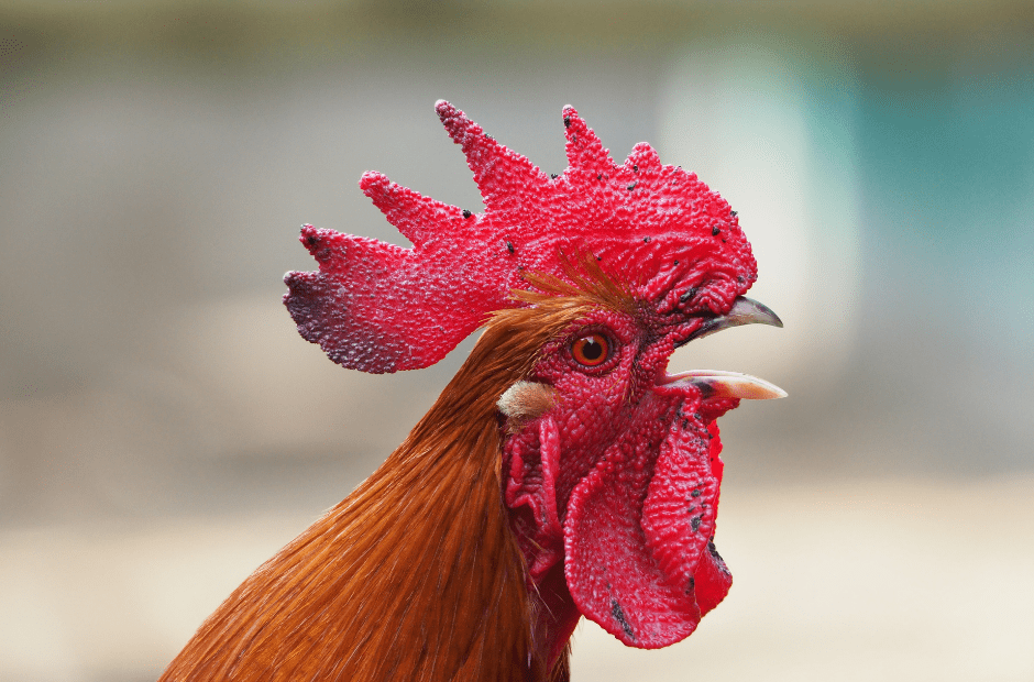 Belgian rooster in court battle for 5:00 AM crowing 