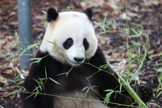 Panda attacks caretaker at Belgian zoo