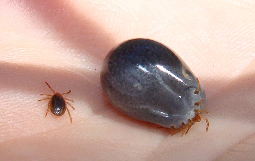 Sciensano appeal: Register your tick-bites and send us the tick