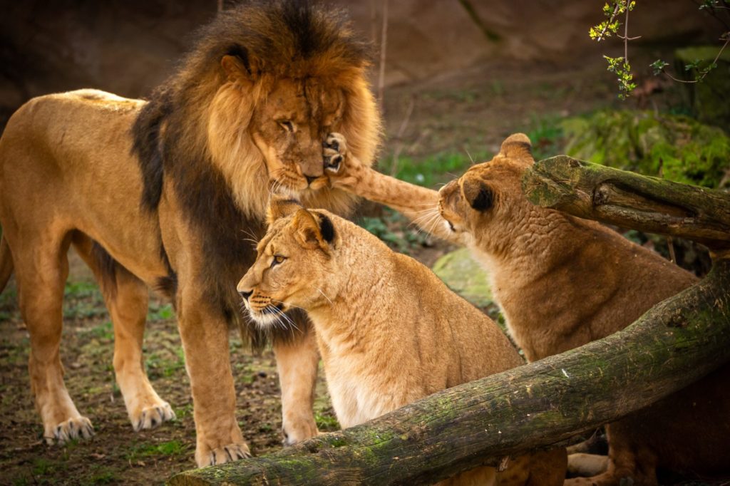 Antwerp zoo hopes for lion cubs in 2021
