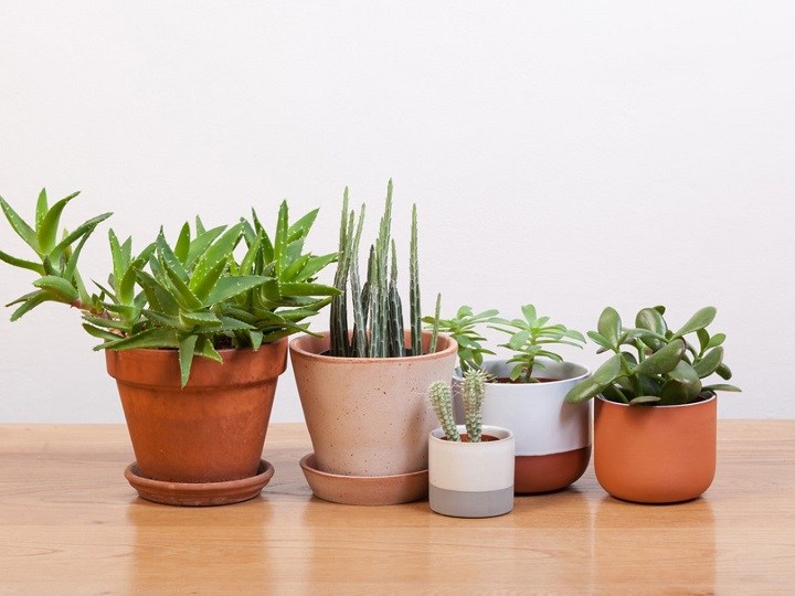 Video: Experts say these are the easiest houseplants to keep alive