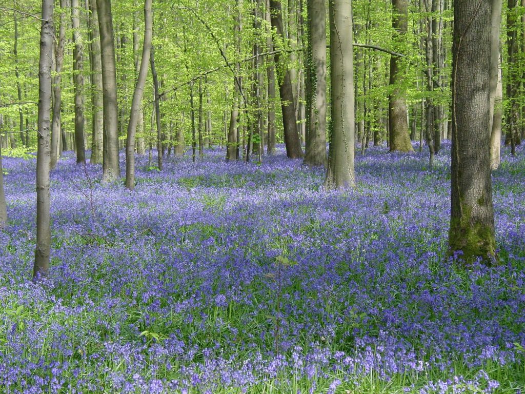 Hyacinth flower festival officially opens at Hallerbos forest