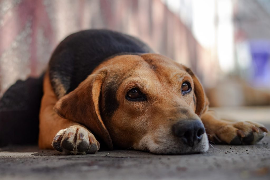 Beagles needed urgently for testing, pleads new animal rights campaign