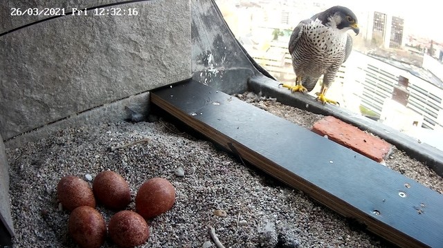 ULB's peregrine falcons can be followed via live streaming